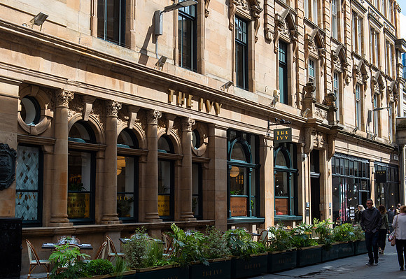 The Ivy005