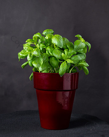 Basil