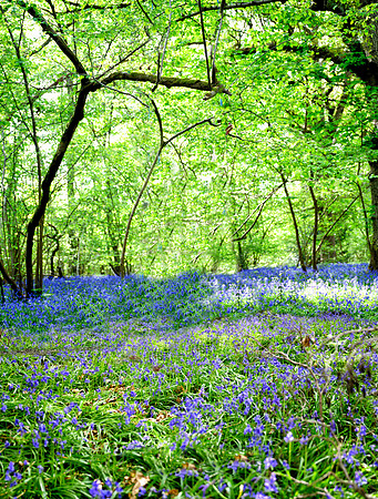 bluebells