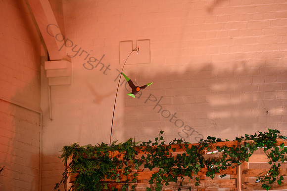 HONK001