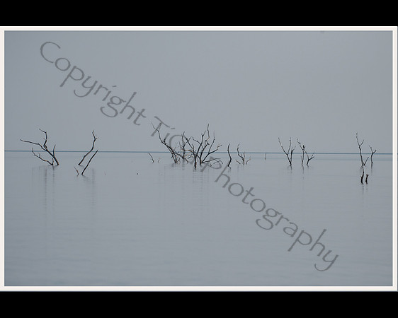 Petrified Trees in Lake Kariba:10276
