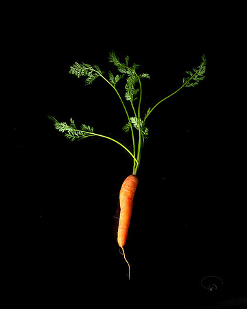 Carrot