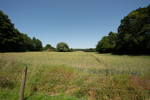 Withies023