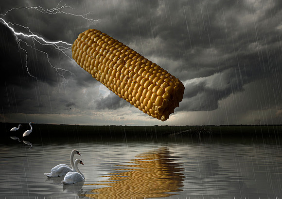 Corn
